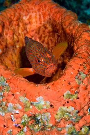 Framed Coral trout fish Print