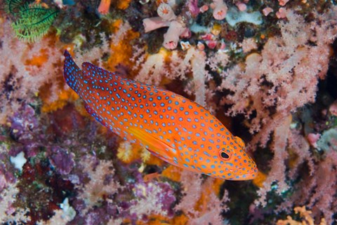 Framed Coral trout swims among reef Print