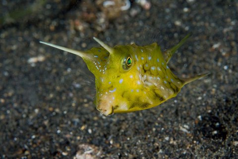 Framed Cowfish Print