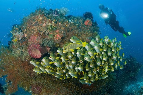 Framed Diver and schooling sweetlip fish next to reef, Raja Ampat, Papua, Indonesia Print