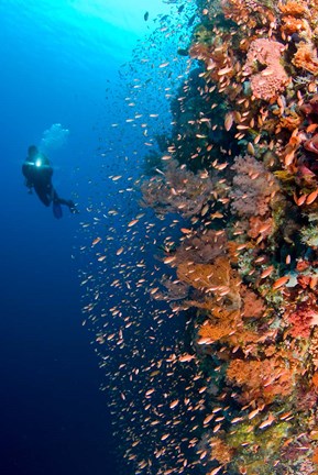 Framed Diver with light next to vertical reef formation, Pantar Island, Indonesia Print