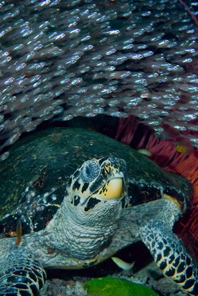 Framed Glassfish, Hawksbill turtle Print