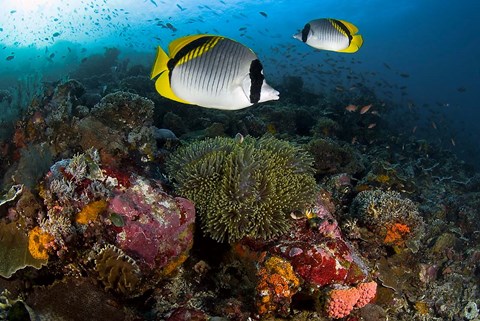 Framed Lined butterflyfish swim over reef corals, Komodo National Park, Indonesia Print