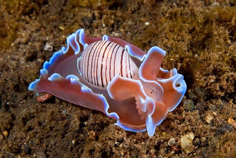 Framed molluskmarine life Print