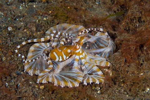 Framed Octopus, Indonesia Print