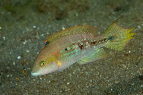 Framed Parrot fish Print