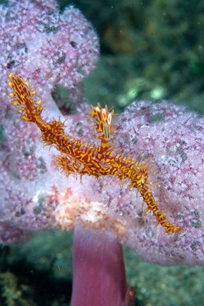 Framed Pipe fish and coral Print