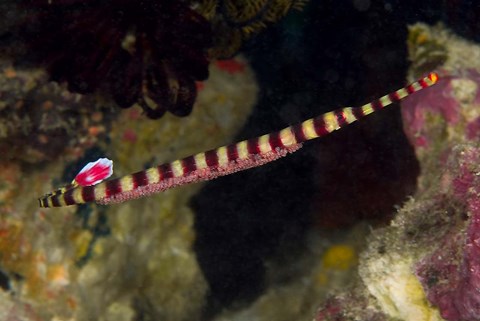 Framed Pipefish Print