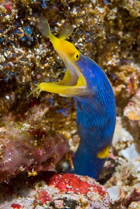 Framed Ribbon eel marine life Print