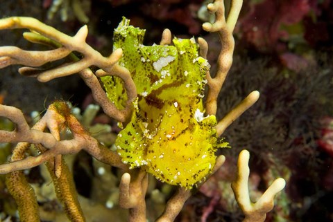 Framed Sailfin leaffish Print