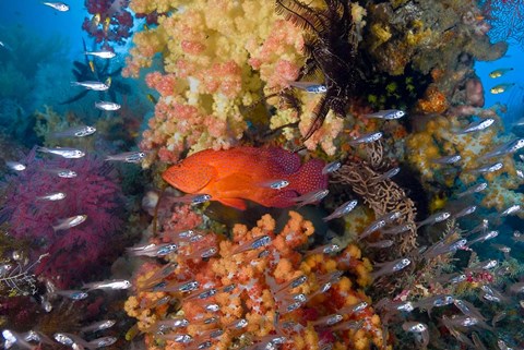 Framed Trout fish, glassfish, coral Print