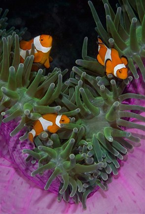 Framed Clownfish swim among anemone tentacles, Raja Ampat, Indonesia Print