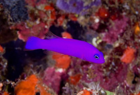 Framed Magenta dottyback fish Print