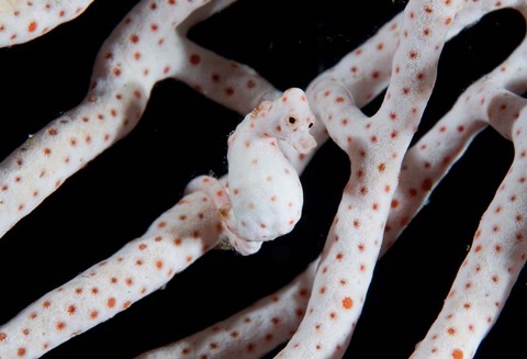 Framed Pygmy seahorse Print