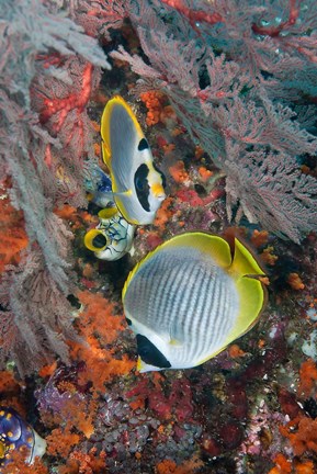 Framed Fish swimming near coral, Raja Ampat, Papua, Indonesia Print