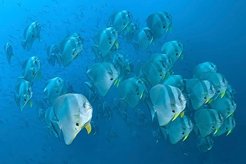 Framed Schooling batfish, Raja Ampat, Papua, Indonesia Print