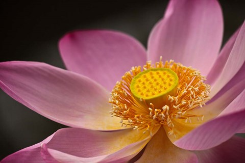 Framed Lotus Bloom, Nyuh Kuning Village, Ubud, Bali, Indonesia Print