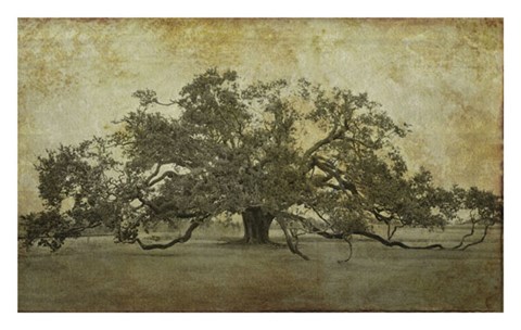 Framed Sugarmill Oak, Louisiana Print