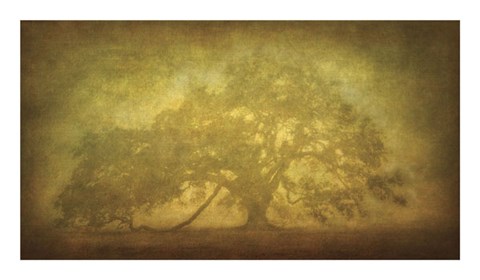 Framed St. Joe Plantation Oak in Fog 3 Print