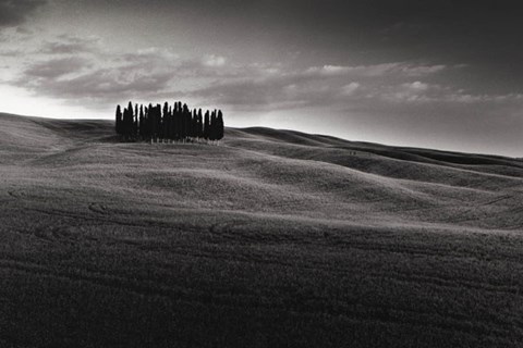 Framed Cypresses and Rolling Hills Print