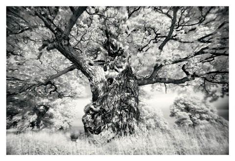 Framed Portrait of a Tree, Study 1 Print