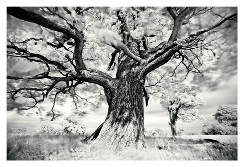 Framed Portrait of a Tree, Study 2 Print