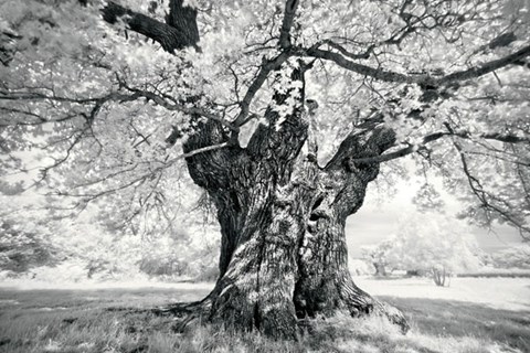 Framed Portrait of a Tree, Study 18 Print