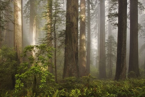 Framed Morning Light Print