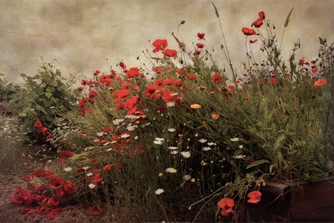 Framed Poppy Garden Print