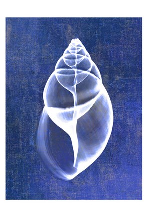 Framed Achatina Shell (indigo) Print