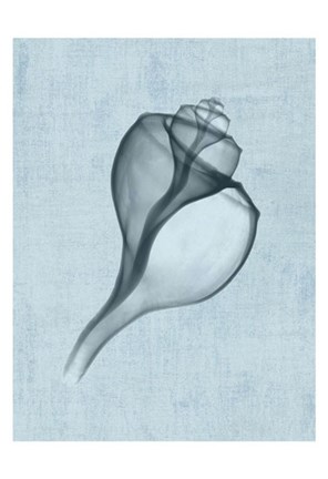 Framed Channelled Whelk (light blue) Print