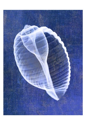 Framed Banded Tun Shell (indigo) Print