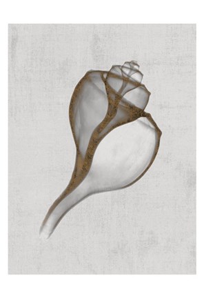 Framed Channelled Whelk Print