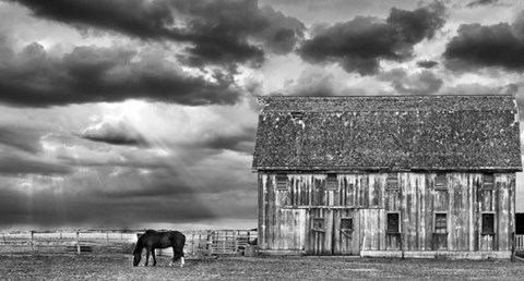 Framed Horse and Barn Print