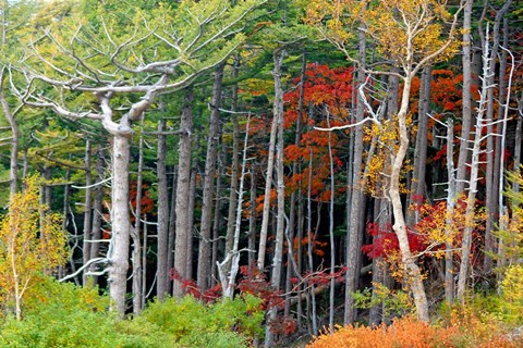 Framed Fall colors of the Fuji-Hakone-Izu National Park, Japan Print