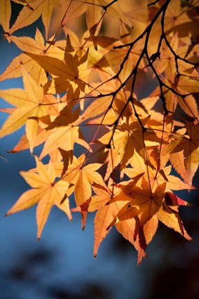 Framed Autumn maples on grounds of Hiroshima Castle, Japan Print