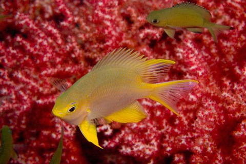 Framed Golden Damselfish, Gorgonian Sea Fan, Indonesia Print