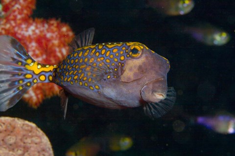 Framed Spotted Boxfish, Banda Sea, Indonesia Print