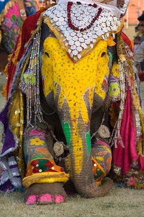 Framed Elephant Festival, Jaipur, Rajasthan, India Print