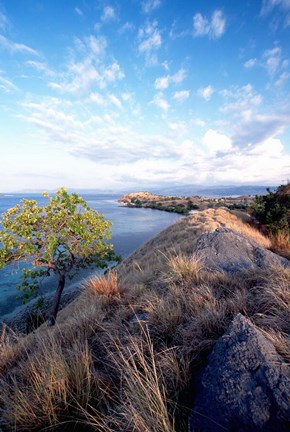 Framed Indonesia, Lesser Sunda Archipelago, Sape Straight Print