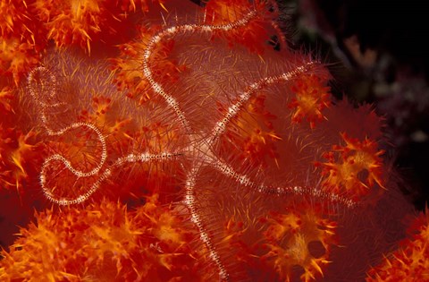 Framed Brittlestar on Soft Coral, Papua, Indonesia Print