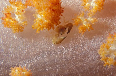 Framed Crab on Soft Coral, Indonesia Print