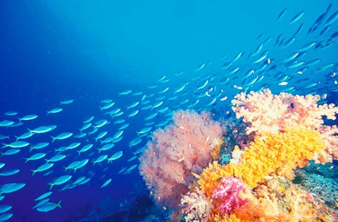 Framed Schooling Fusiliers, Papua, Indonesia Print