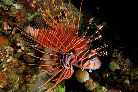 Framed Indonesia, Sulawesi, Spotfin lionfish Print