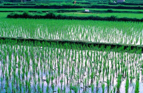 Framed Rice Cultivation, Bali, Indonesia Print