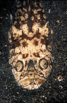 Framed Indonesia, Stargazer (Uranoscopidae sulphureus) Print