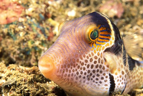 Framed Sharpnose Puffer, Indonesia Print