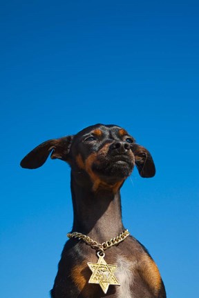 Framed Israel, Tel Aviv, Dog, Jewish Star of David medallion Print