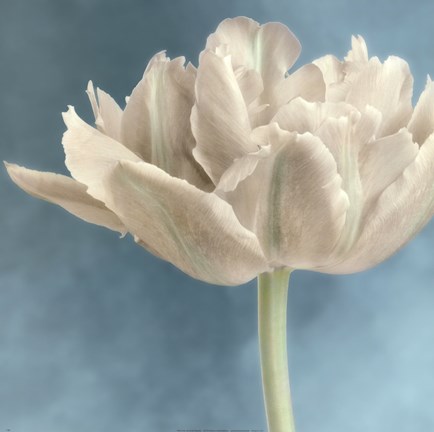 Framed White Tulip I Print