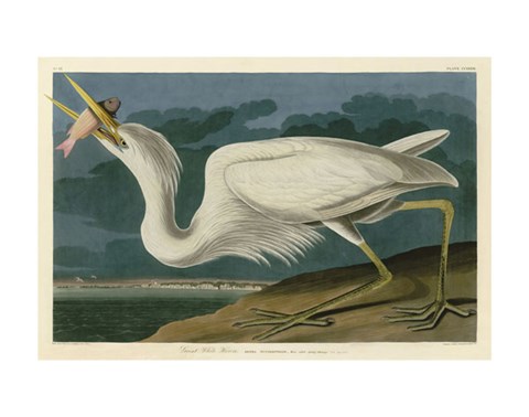 Framed Great White Heron Print